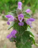 Lamium purpureum
