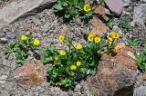 Ranunculus songaricus