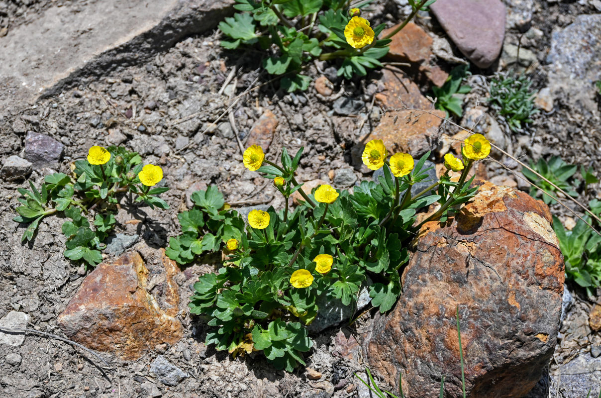 Image of Ranunculus songaricus specimen.