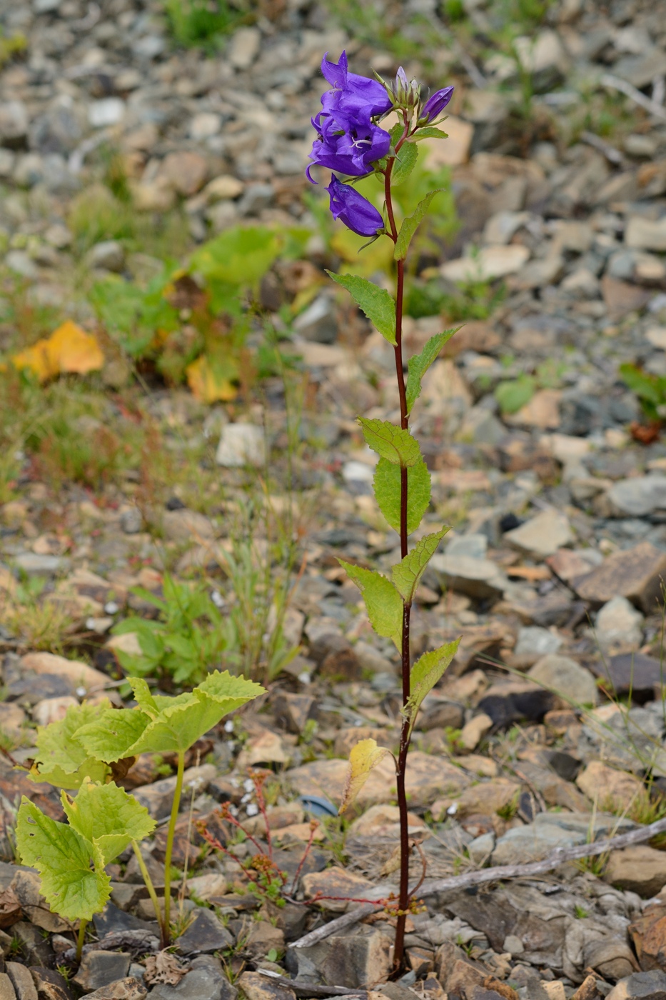 Image of genus Campanula specimen.
