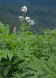 Hesperis voronovii. Верхушка цветущего и плодоносящего растения среди листьев Heracleum. Адыгея, Кавказский биосферный заповедник, долина р. Армянки (Инструкторская Щель), ≈ 2100 м н.у.м., субальпийский луг. 28.06.2023.