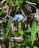 Gentiana aquatica. Цветок. Дагестан, Гунибский р-н, природный парк \"Верхний Гуниб\", ≈ 1800 м н.у.м., субальпийский луг. 04.05.2022.