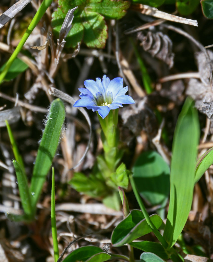 Изображение особи Gentiana aquatica.