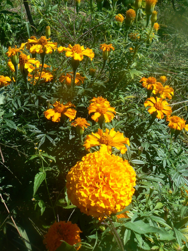 Image of Tagetes patula specimen.