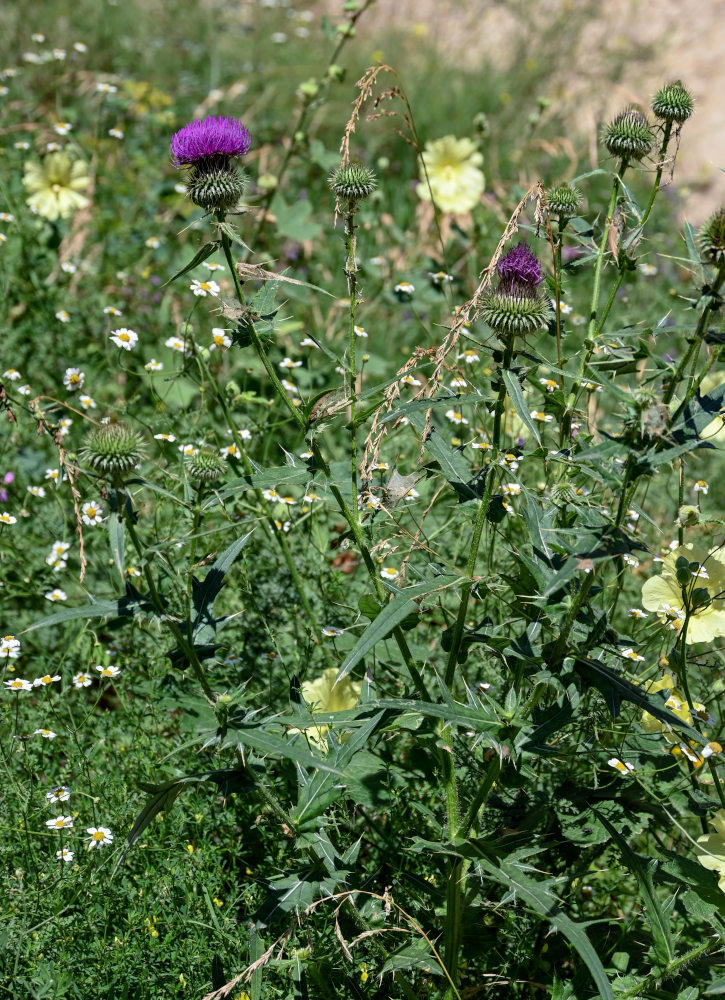 Изображение особи Cirsium ciliatum.