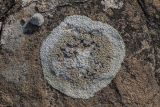 Lecanora muralis