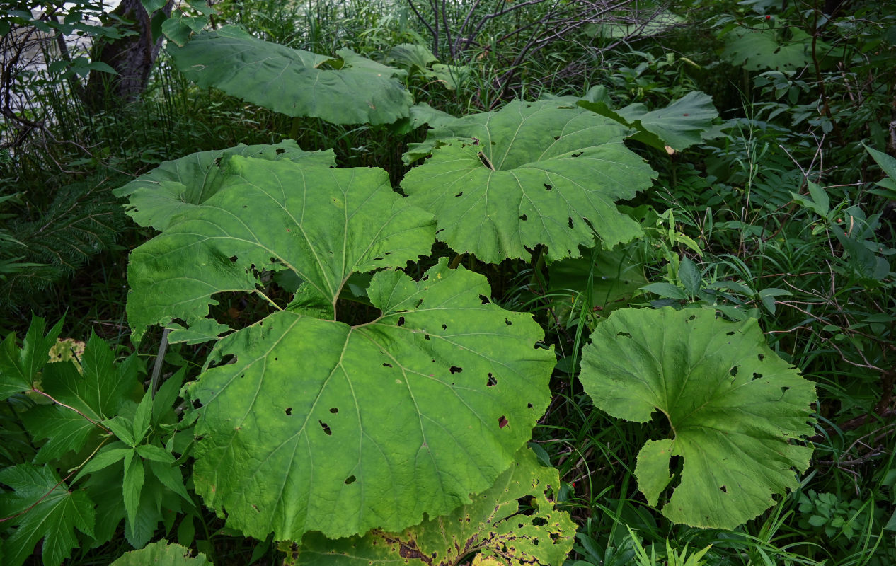 Image of Petasites amplus specimen.