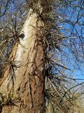 Gleditsia triacanthos