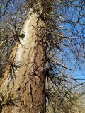 Gleditsia triacanthos