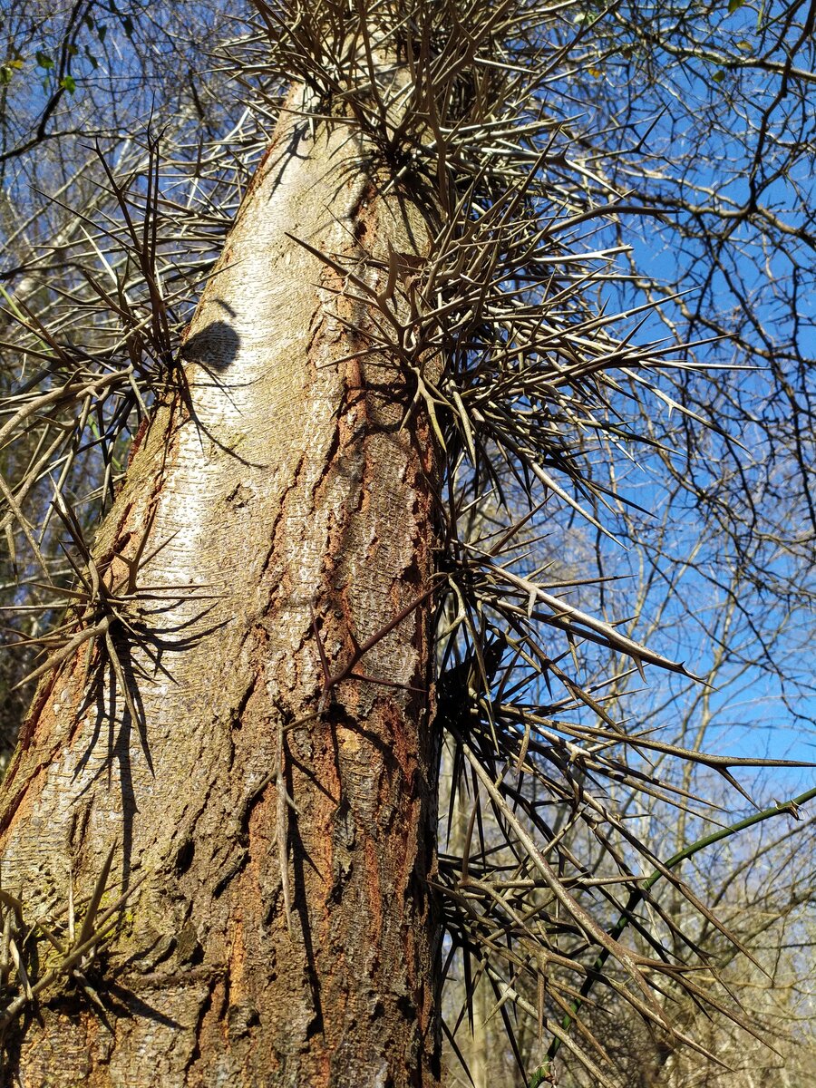 Изображение особи Gleditsia triacanthos.