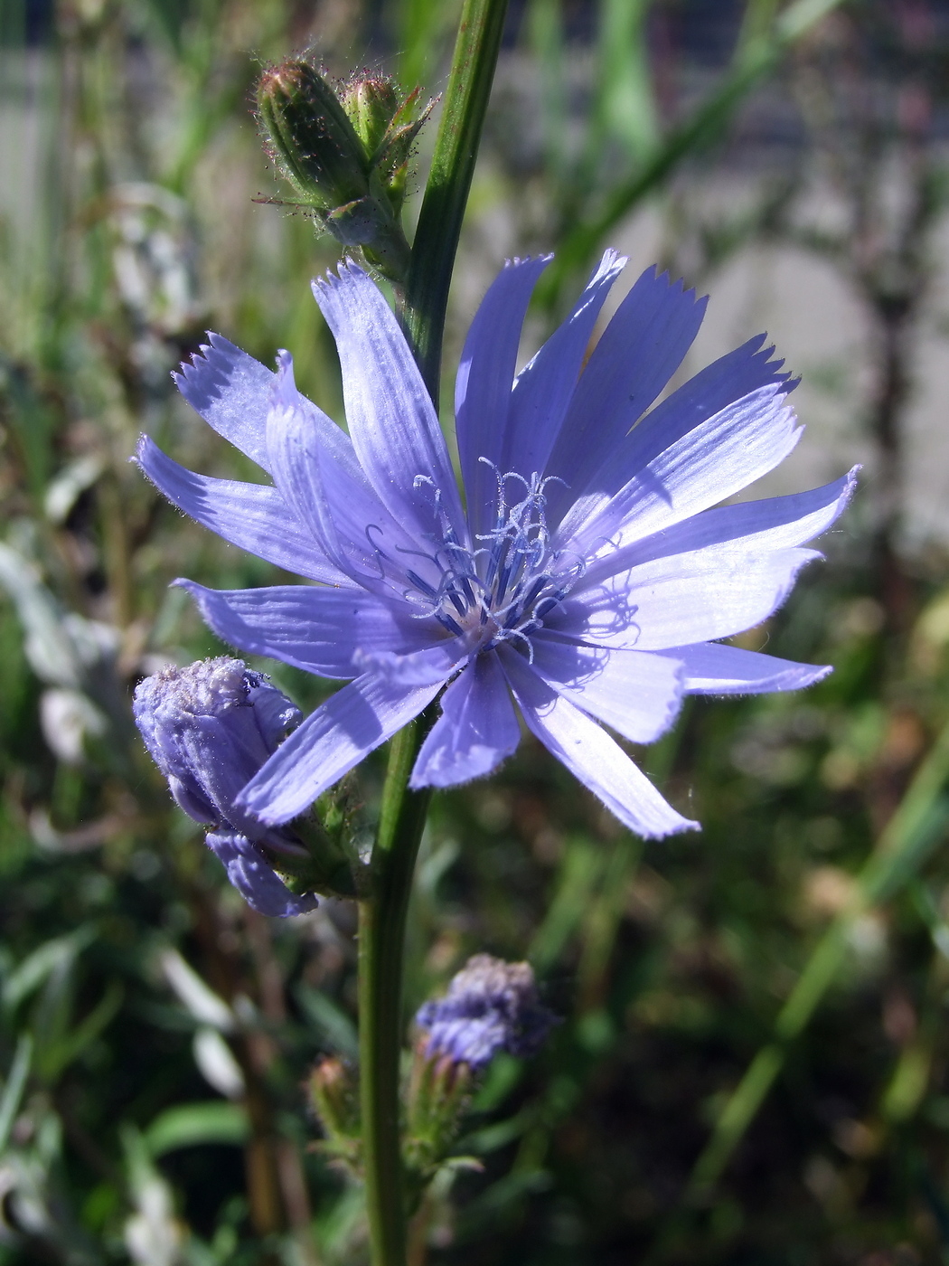 Image of Cichorium intybus specimen.