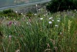 Dianthus cretaceus. Цветущие растения. Армения, обл. Гегаркуник, берег оз. Севан, гора Артаниш, ≈ 2200 м н.у.м., субальпийский луг. 23.06.2022.