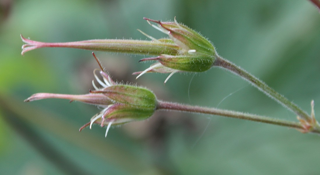 Image of Geranium krylovii specimen.