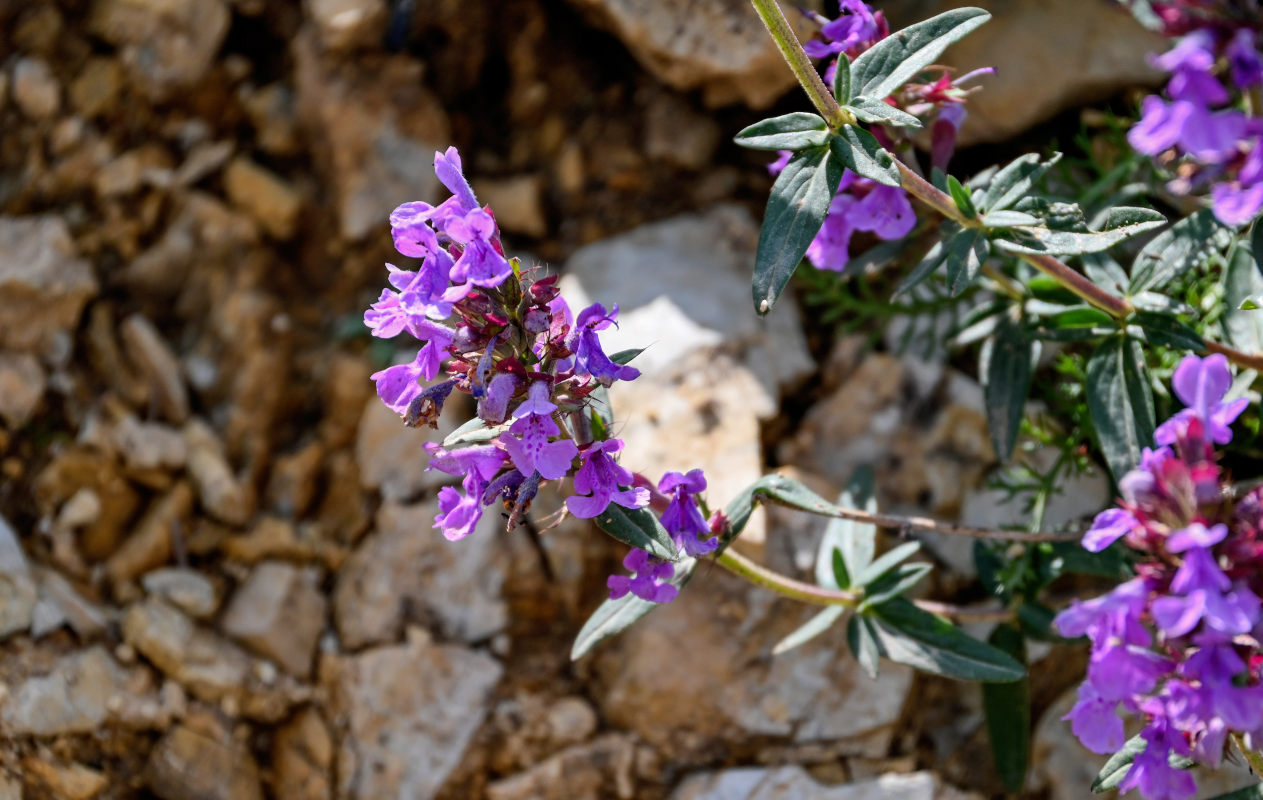 Image of Dracocephalum integrifolium specimen.