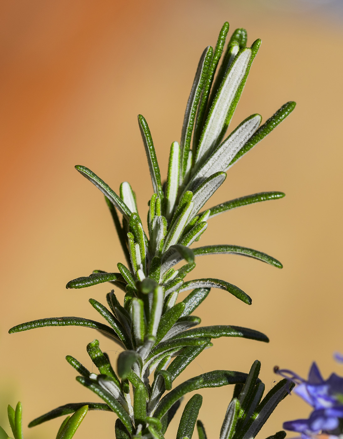 Image of Rosmarinus officinalis var. prostratus specimen.