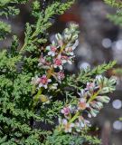 genus Myricaria. Верхушки побегов и соцветие. Киргизия, Ошская обл., Памир, Заалайский хр., долина р. Ачик-Таш, ≈ 3600 м н.у.м., каменистый берег реки. 04.07.2022.