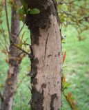 Punica granatum. Часть ствола с отслаивающейся корой. Абхазия, Гагрский р-н, с. Лдзаа, озеленение. 11.04.2024.