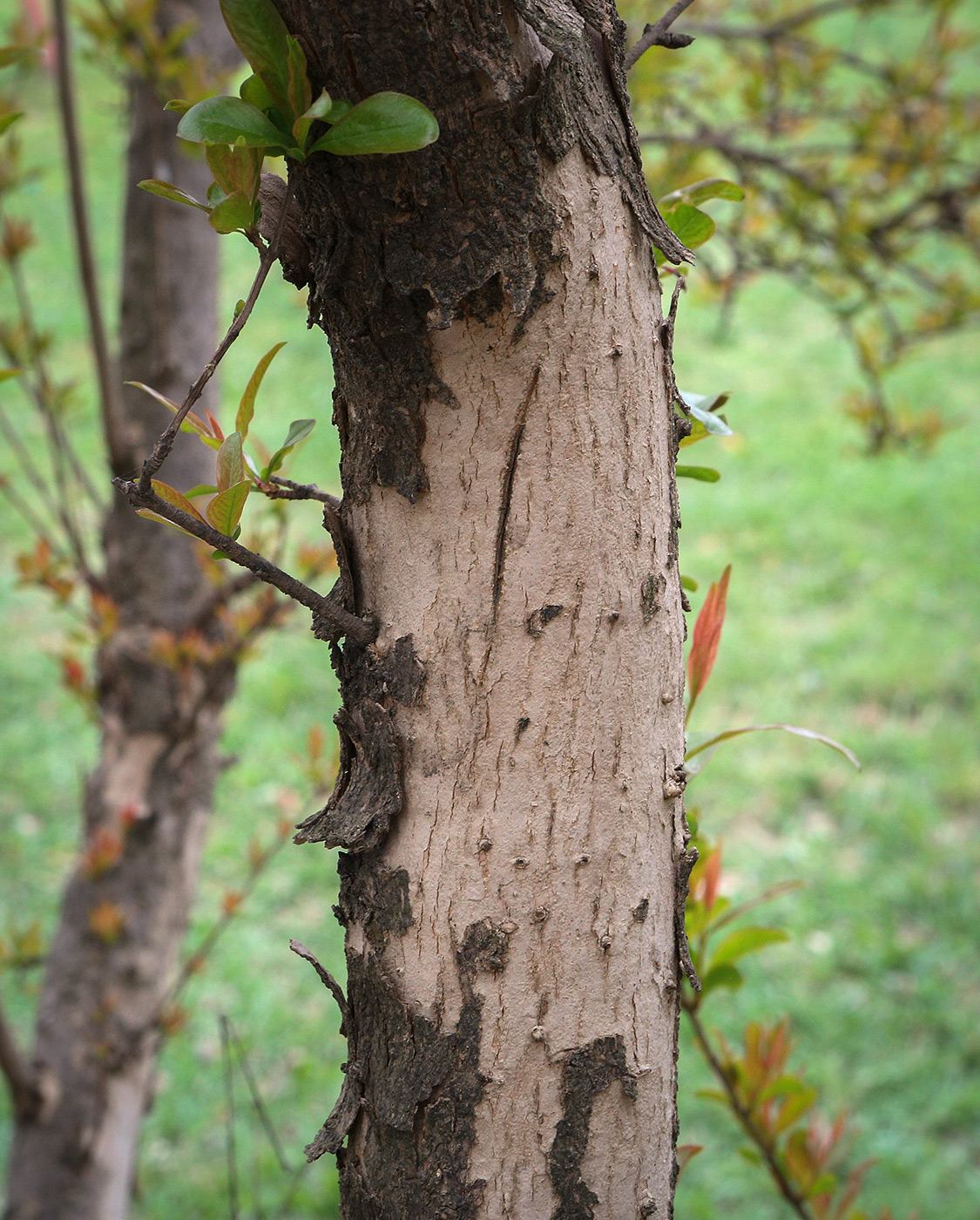 Image of Punica granatum specimen.