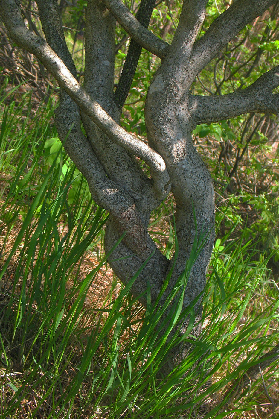 Изображение особи Euonymus verrucosus.