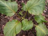 Bergenia crassifolia