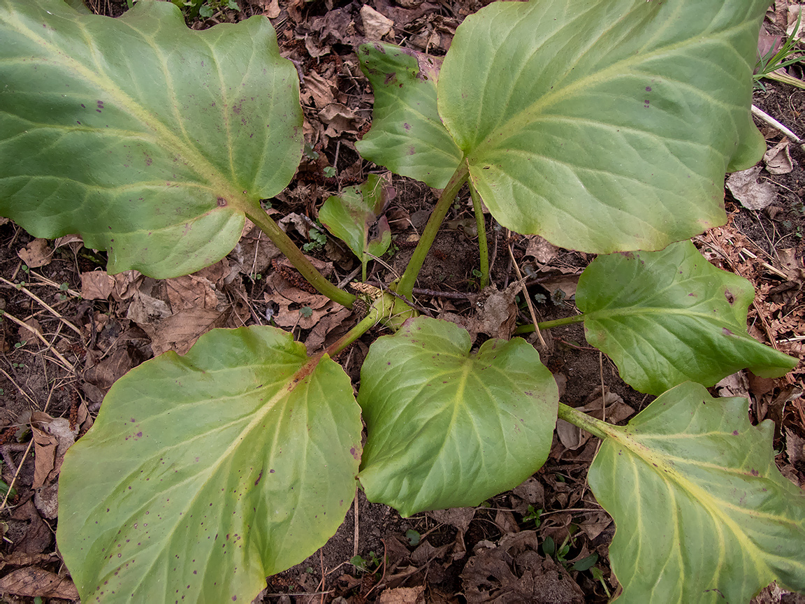 Image of Bergenia crassifolia specimen.
