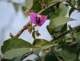 Bougainvillea glabra. Часть цветущего побега. Абхазия, Гагрский р-н, с. Лдзаа, частный сад. 13.04.2024.