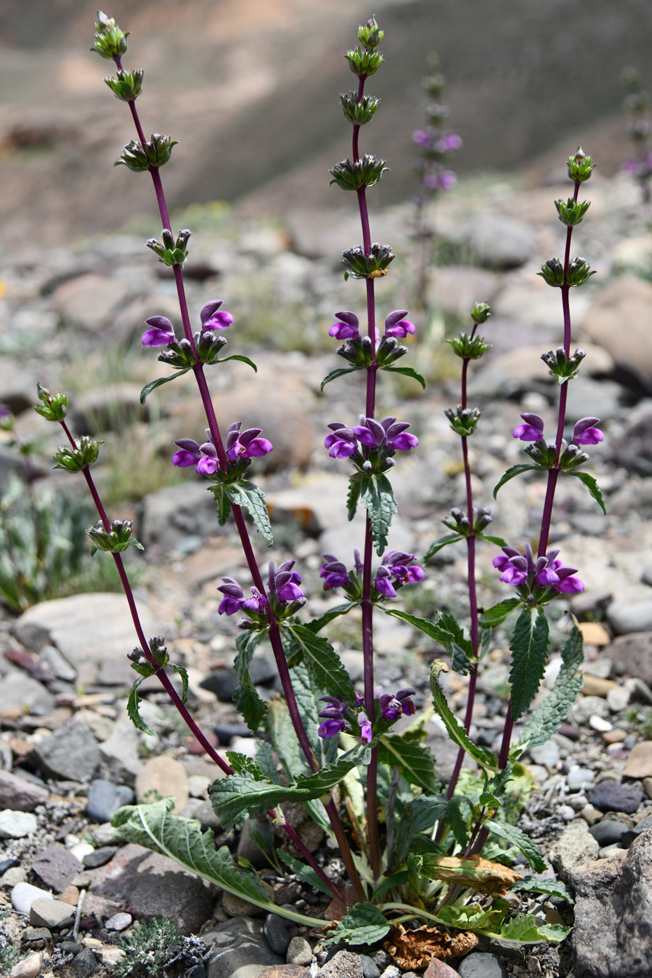 Image of Phlomoides zenaidae specimen.