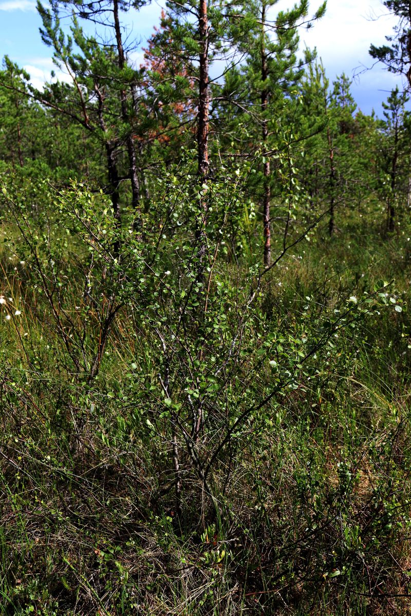 Изображение особи Betula &times; intermedia.