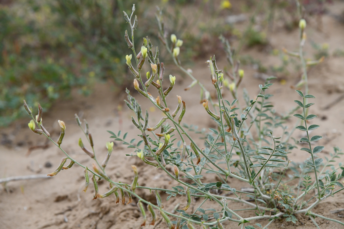 Image of Astragalus turczaninowii specimen.