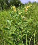 Digitalis grandiflora