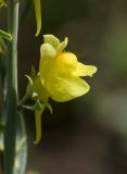 Linaria genistifolia