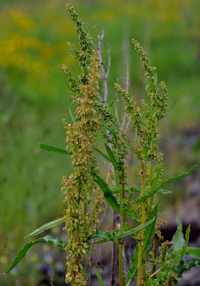Изображение особи Rumex crispus.