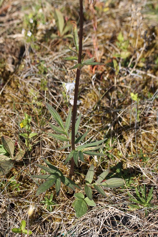 Изображение особи Valeriana sambucifolia.