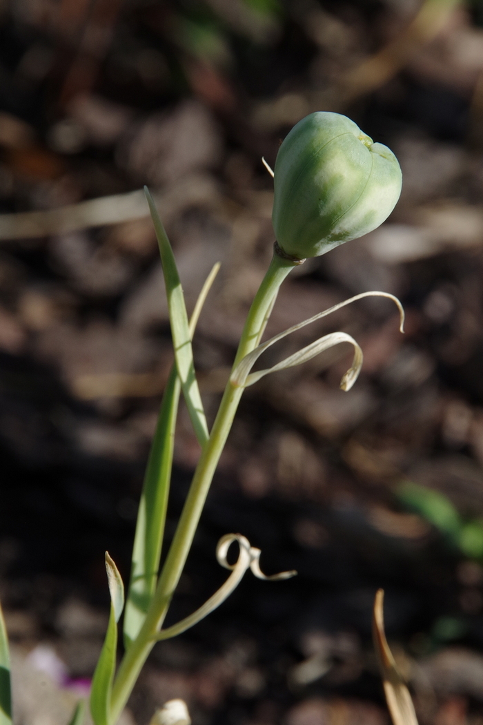 Изображение особи Fritillaria messanensis.