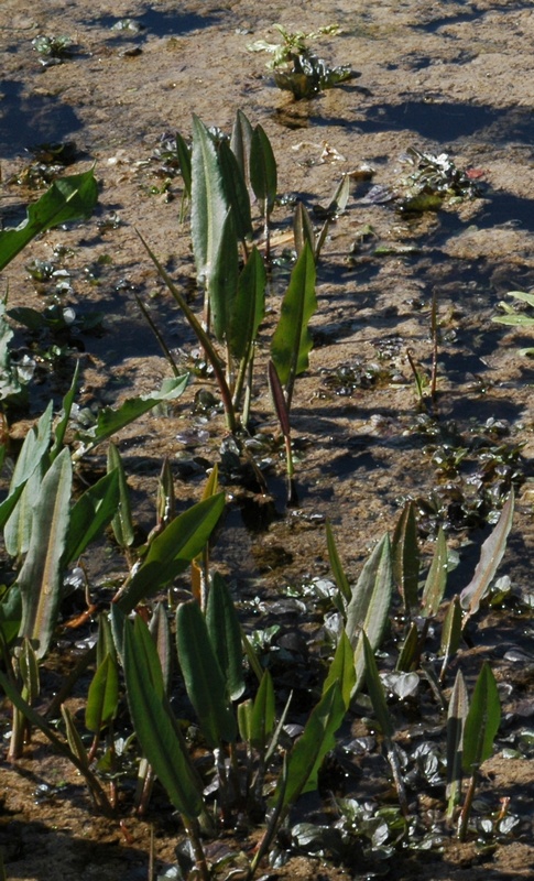 Image of Rumex pamiricus specimen.