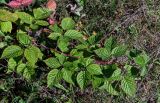 Rubus nessensis