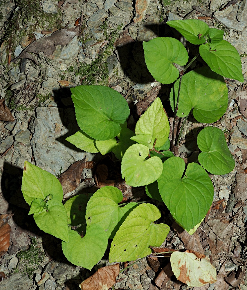 Image of genus Viola specimen.