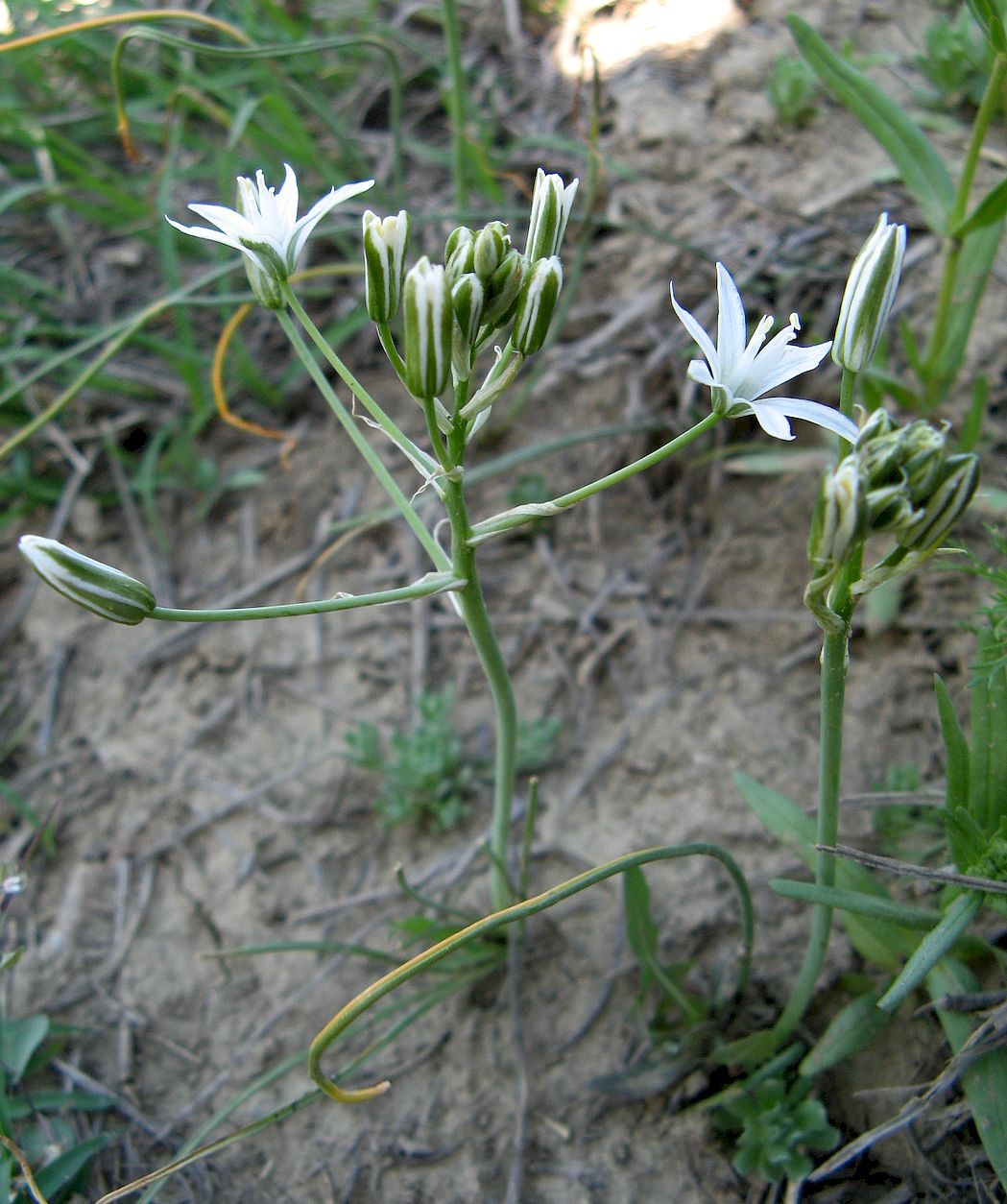 Image of Ornithogalum amphibolum specimen.