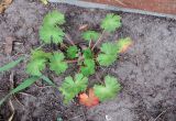 Geranium pusillum. Цветущее растение. Московская обл., Павлово-Посадский ГО, г. Электрогорск, у цоколя здания. 18.05.2025.
