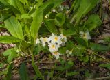 Primula vulgaris
