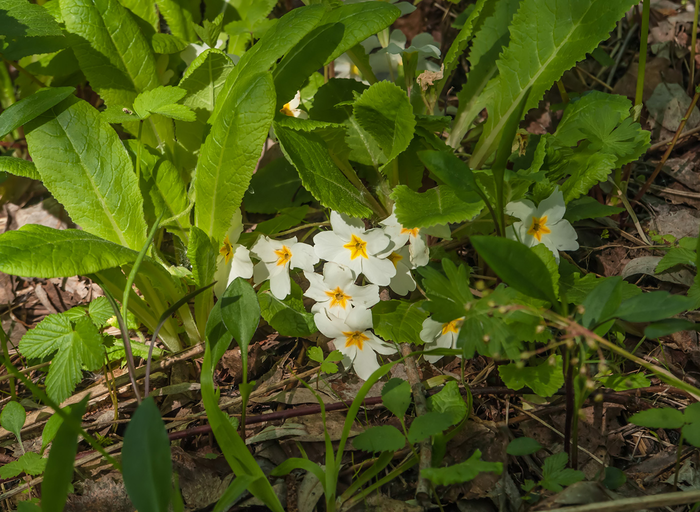 Image of Primula vulgaris specimen.