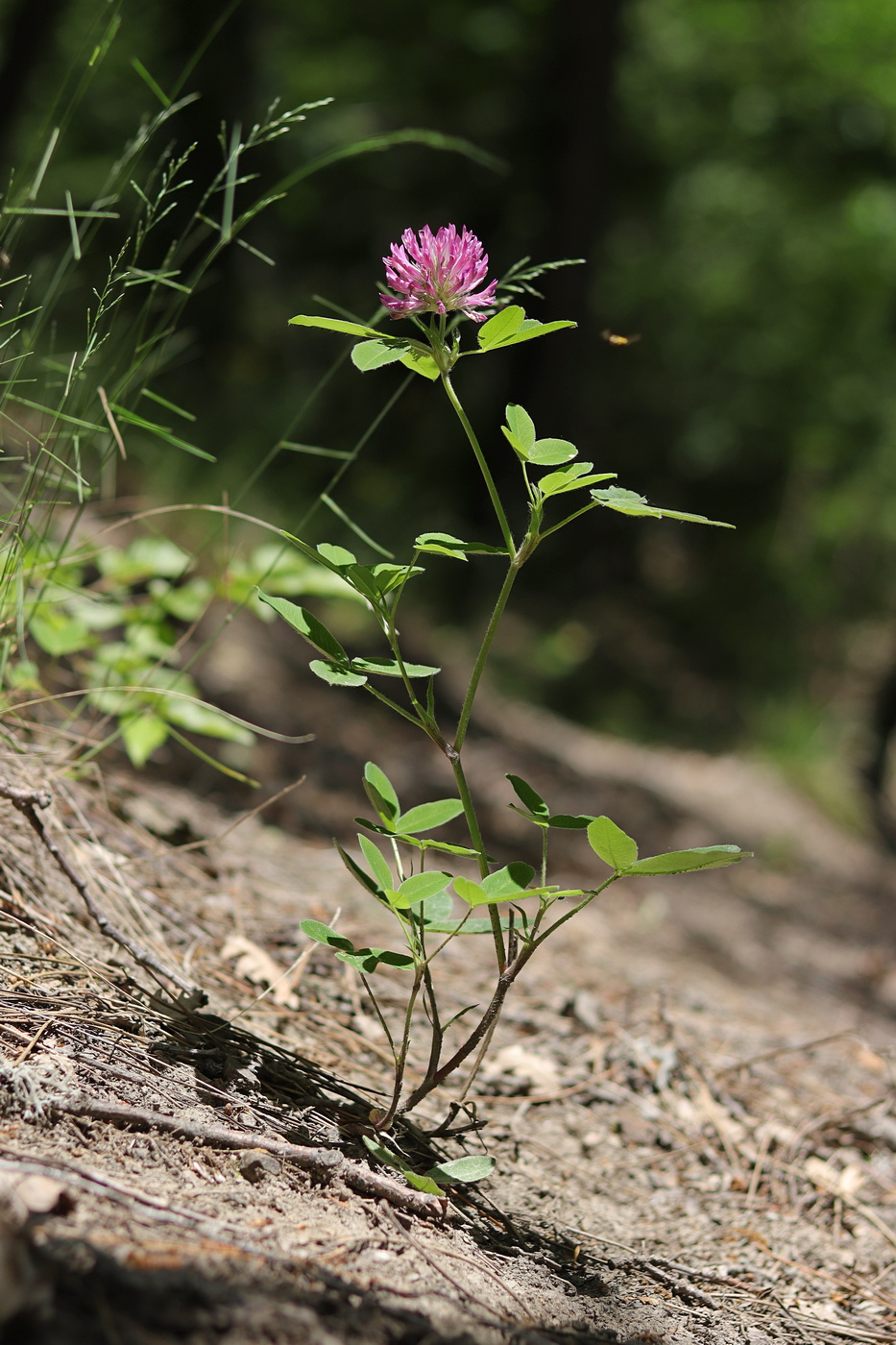Image of Trifolium medium specimen.