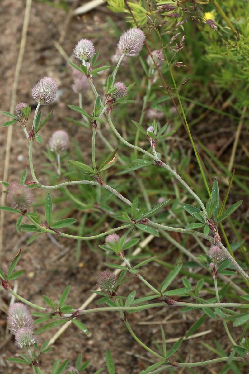 Изображение особи Trifolium arvense.