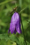 Campanula rapunculoides