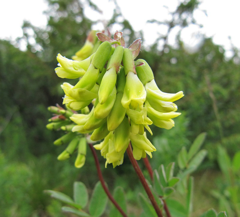 Image of Astragalus frigidus specimen.