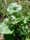 род Caltha