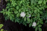 Sambucus nigra