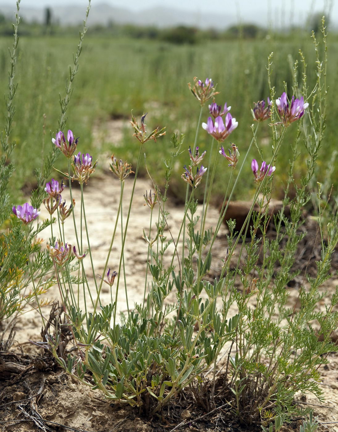 Image of familia Fabaceae specimen.