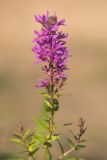 Lythrum salicaria. Соцветие. Калужская обл., Перемышльский р-н, дол. р. Жиздра, берег реки. 13.08.2025.