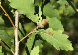 Quercus wutaishanica